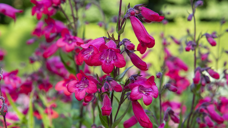 Pink penstemon flowers