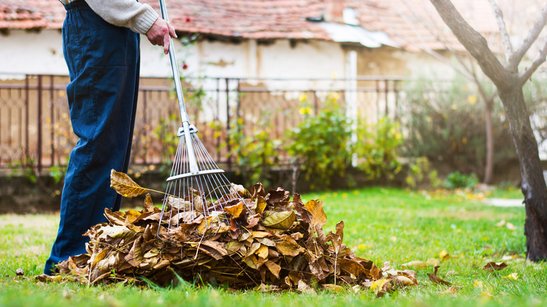 person cleaning up yard