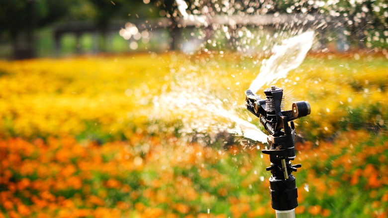 sprinkler in yard