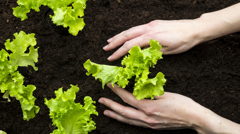 Gardener plants lettuce seedlings