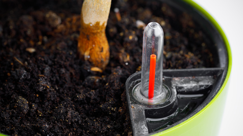 Close up of self-watering planter