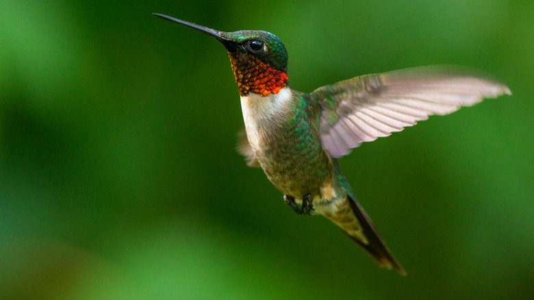 flying hummingbird