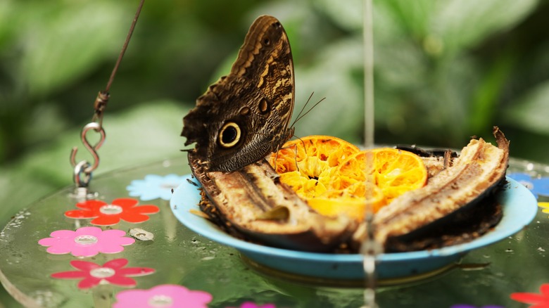 Fruit plate insect feeder