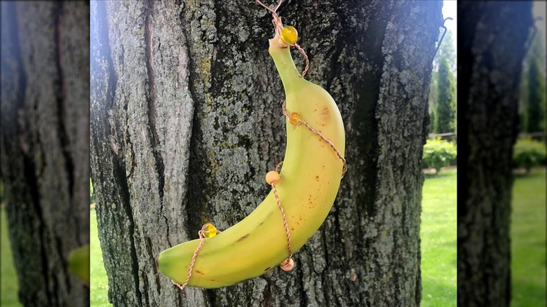 Banana in wire banana feeder