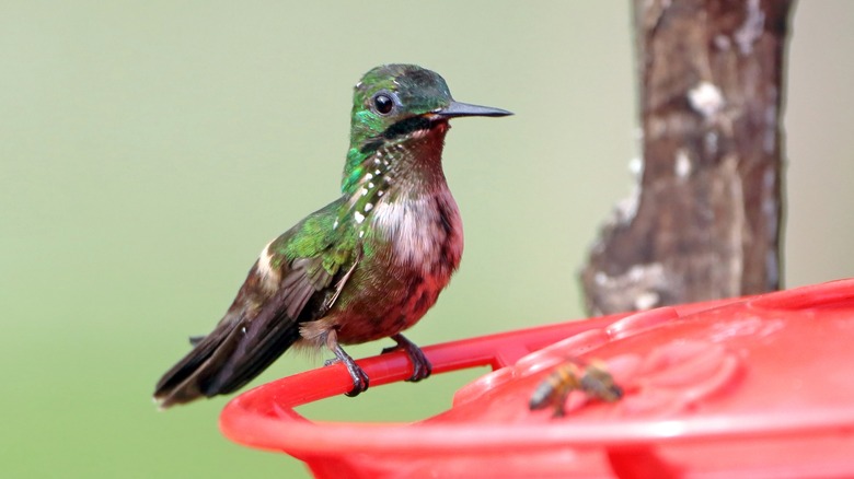 Hummingbird resting on feeder perch