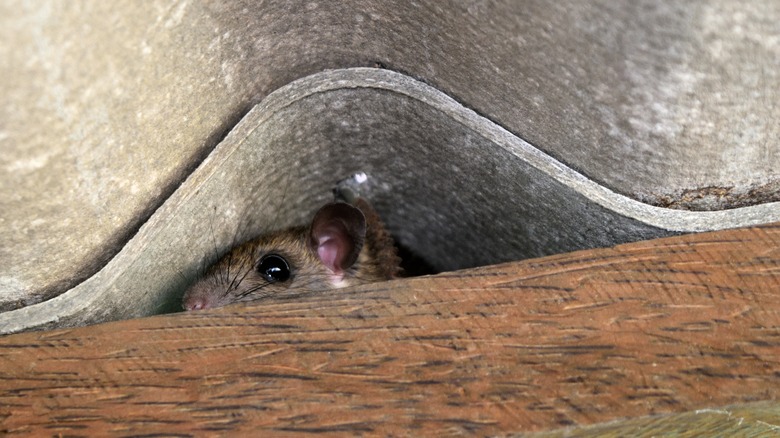 Mouse hiding in roof tiles