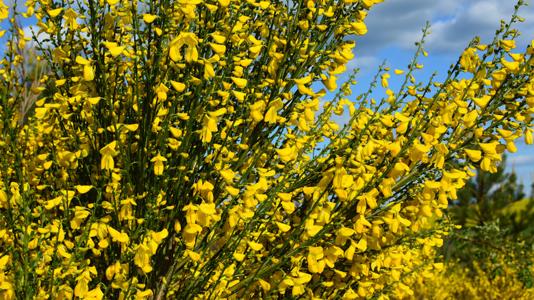 scotch broom shrub