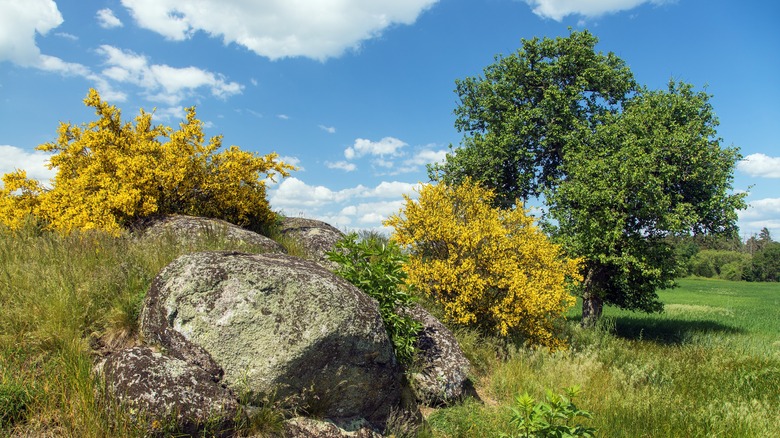 shrubs in landscape