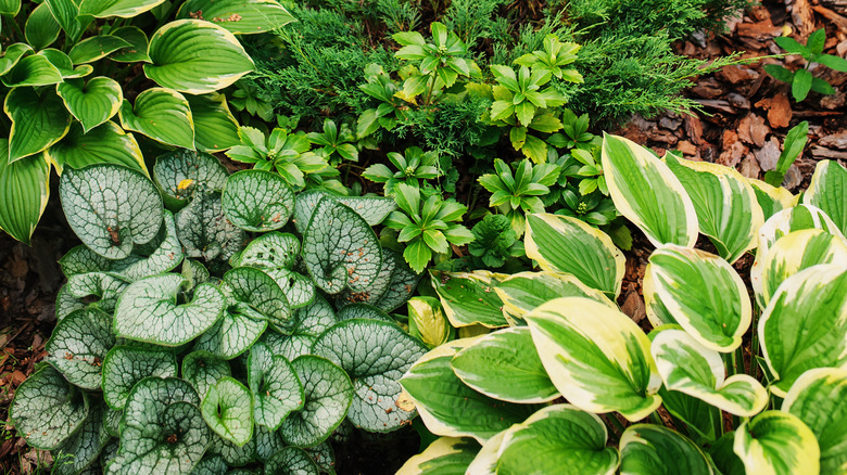 Brunnera and hostas in shaded garden