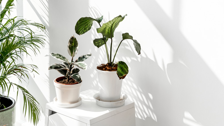 two plants in matching pots 