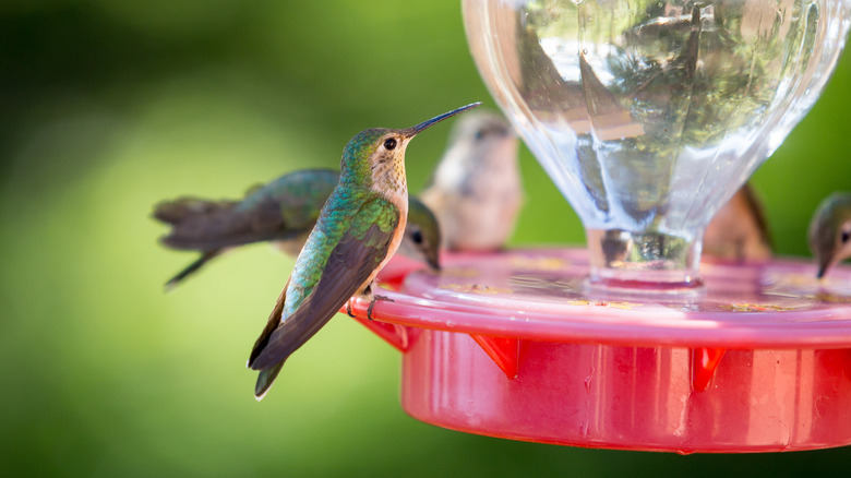 Hummingbirds at feeder