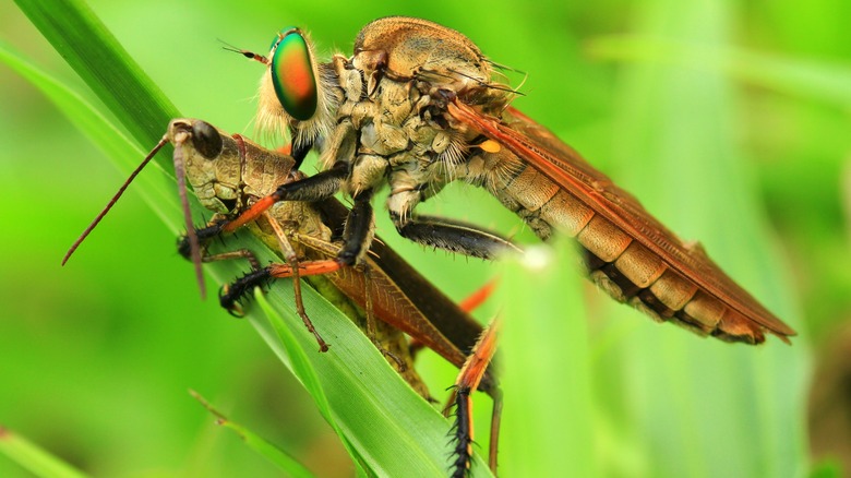 This Carnivorous Fly Is A Bad Sign To See On Hummingbird Feeders