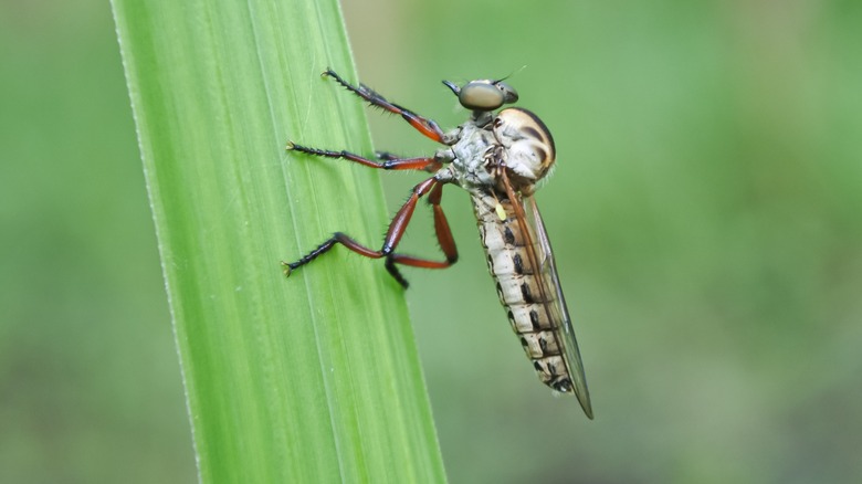 Robber fly on vegetation