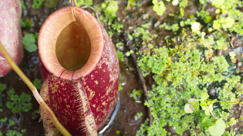 Nepenthes mirabilis close up