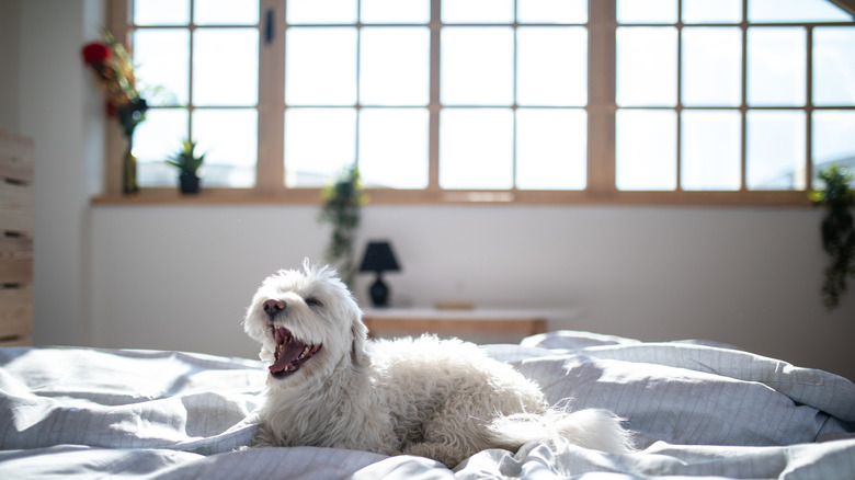 Bedroom windows and dog