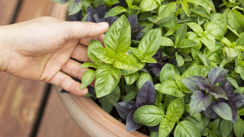 Large basil plant