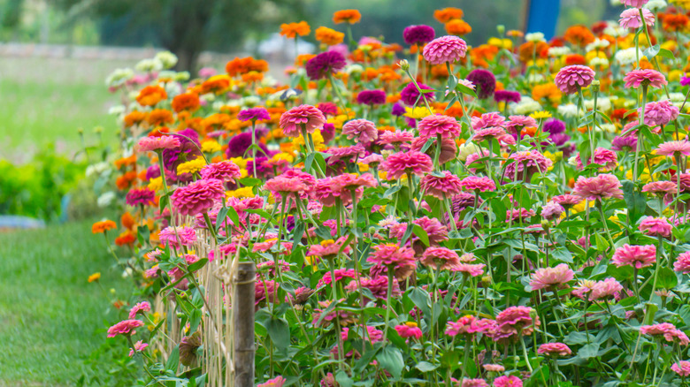 zinnias growing in garden