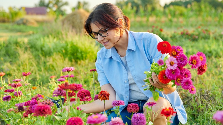 Woman picking zinnias from garden