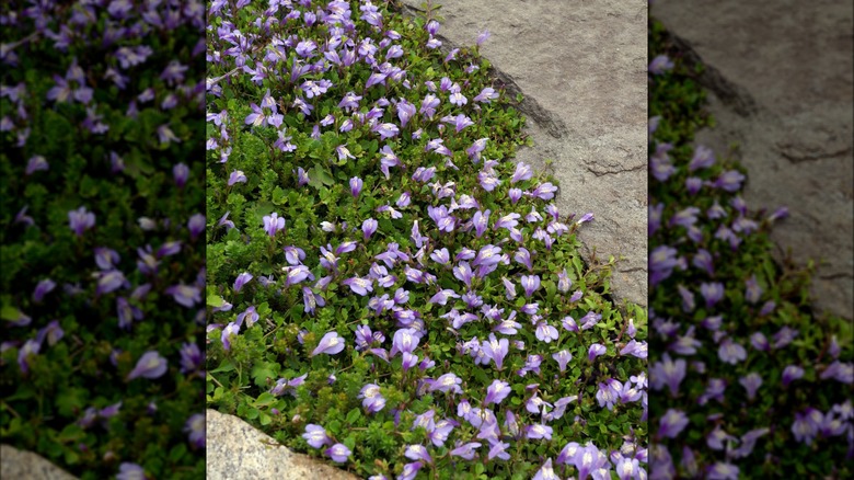 Creeping mazus as ground cover