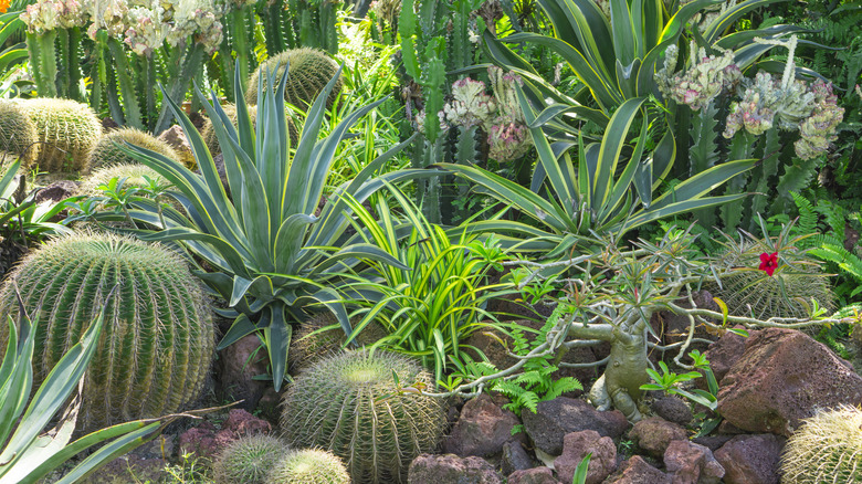 plants in dry rocky garden
