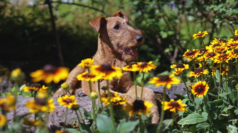 Dog laying near helenium flowers