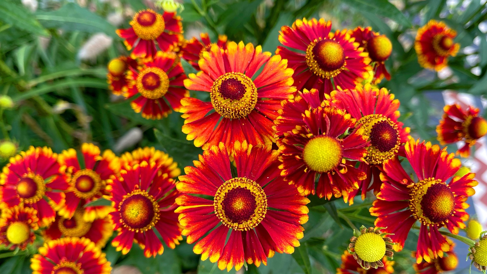 This Colorful Plant Is Gorgeous, But Growing It Comes With Some Major ...