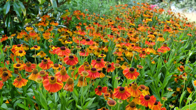 Helenium flowers blooming in garden