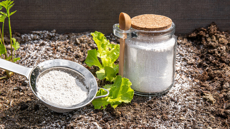 diatomaceous earth in jar