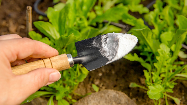 gardener holding scoop of baking soda