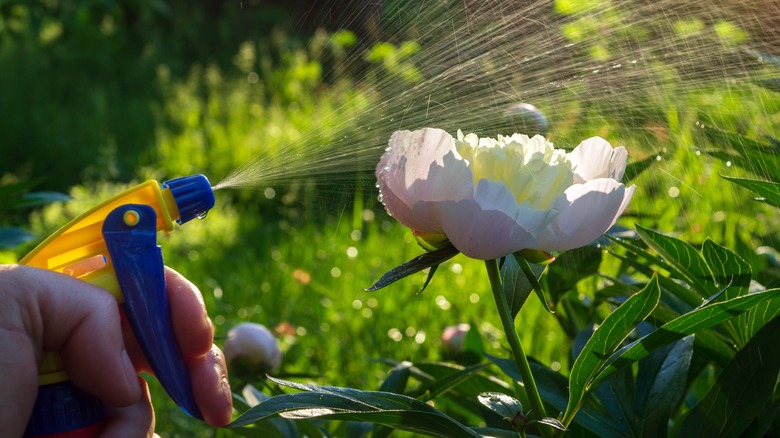 gardener spraying peony flower