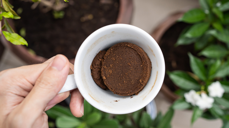 Using coffee grounds in garden