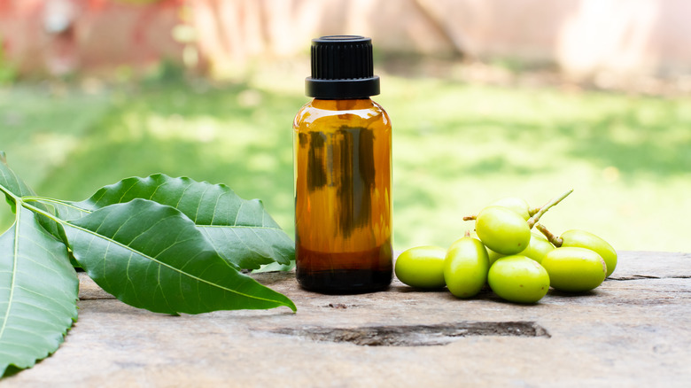 Neem oil