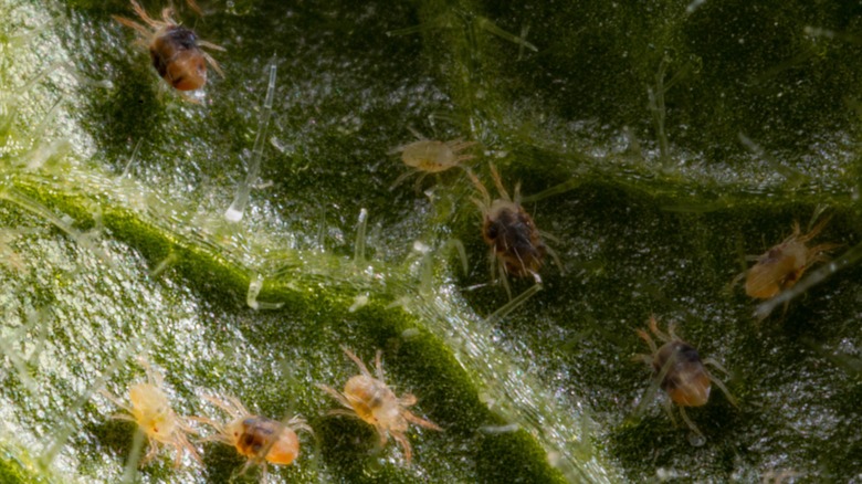 Spider mites