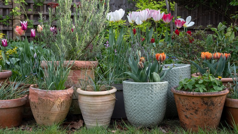 container garden in residential backyard