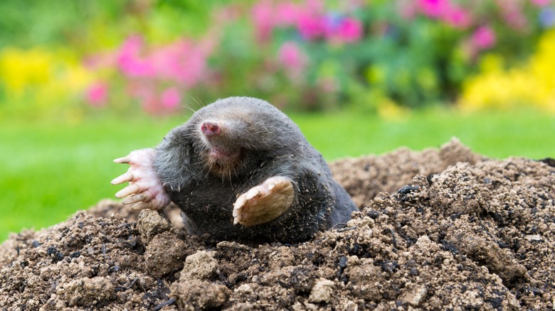 garden mole