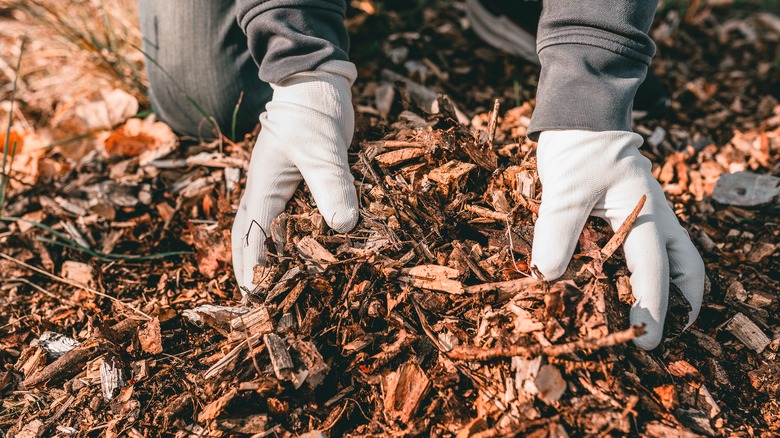 Gardener holding dry mulch