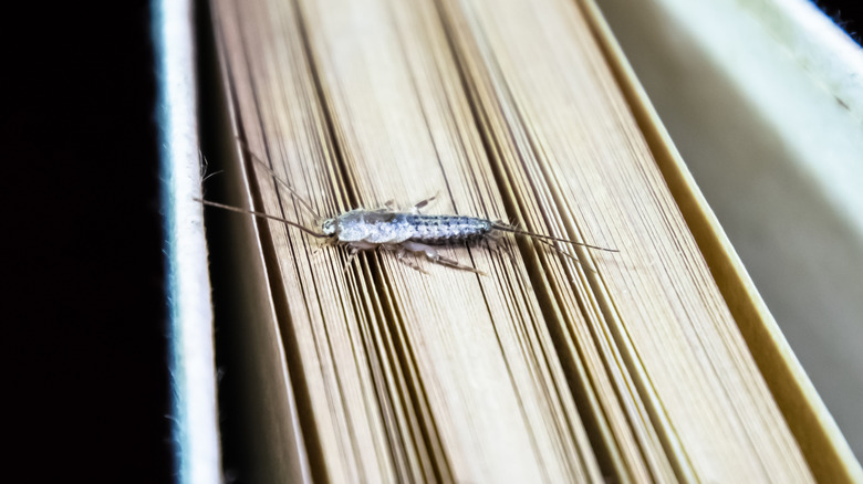 Silverfish crawling on book