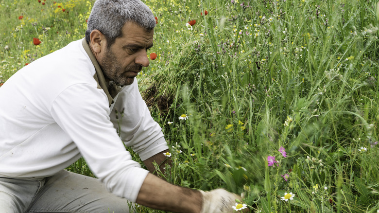 man pulling out ox-eye daisies