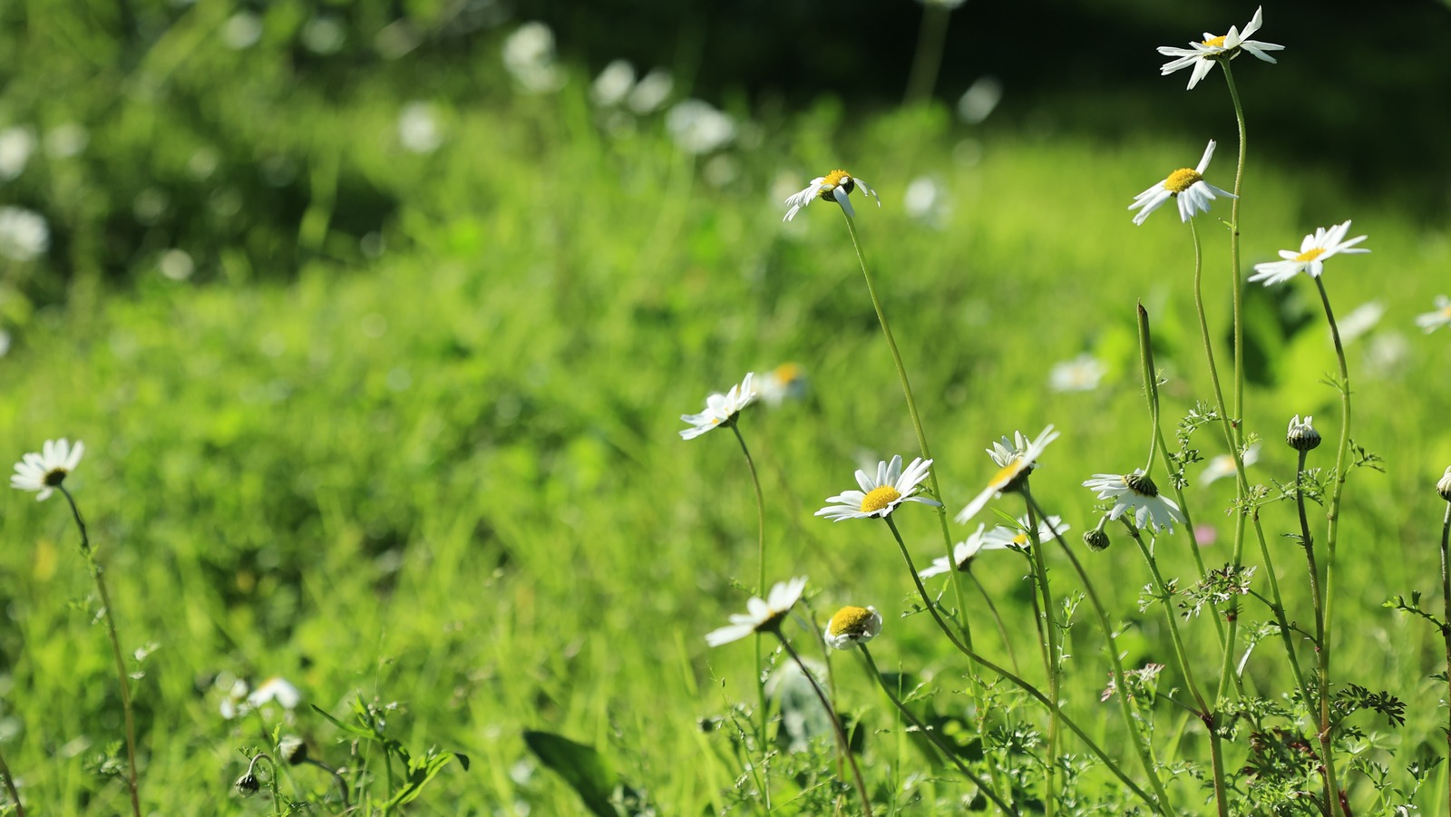 This Daisy Variety Is Stunning, But It Can Wreak Havoc On Your Yard