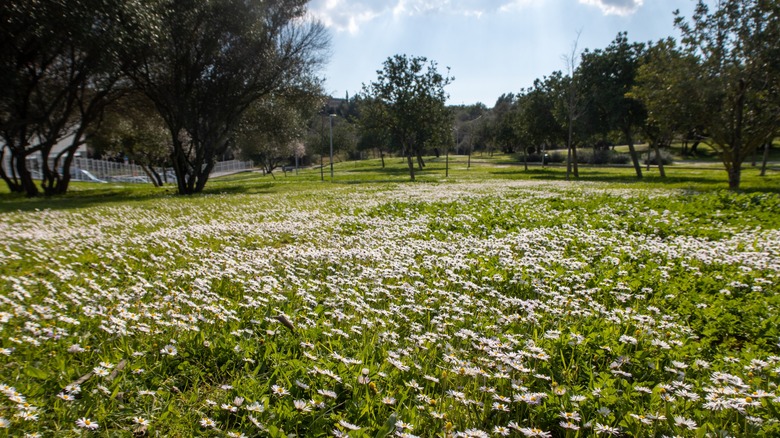 field of ox-eye daisy plants