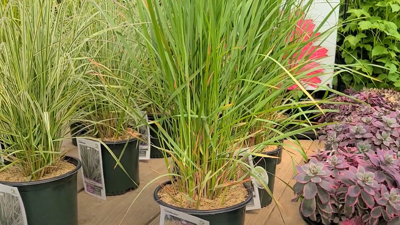 potted karl foerster grass