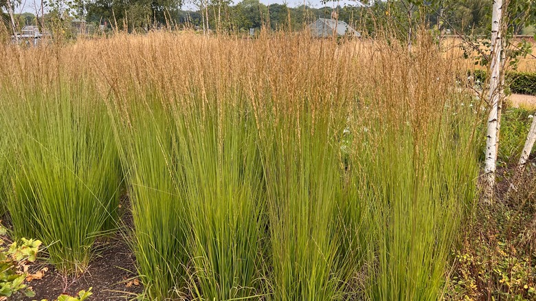 karl foerster grass with plumes