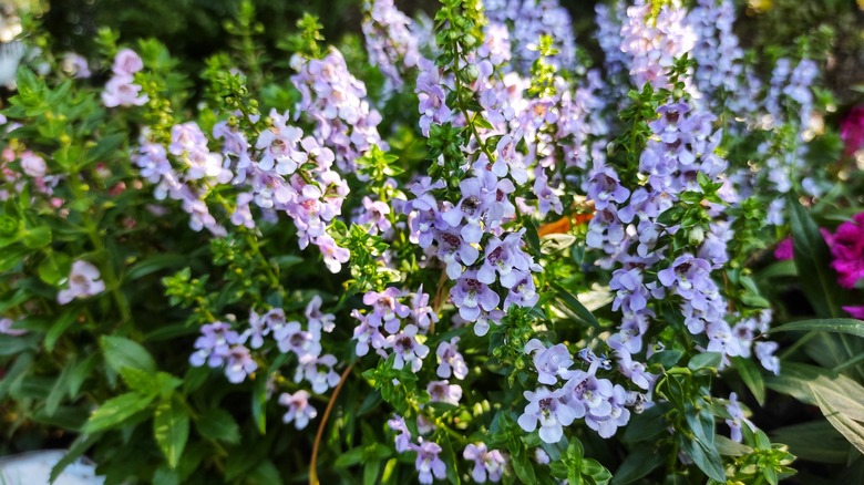 Angelonia Angelface