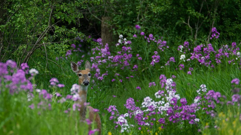 deer in flower garden