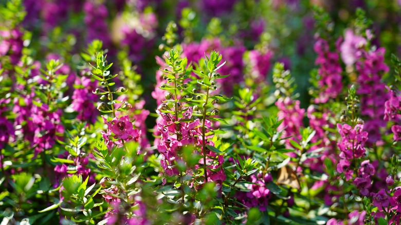 pink flowering summer snapdragons