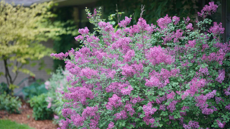 Bloomerang lilac tree