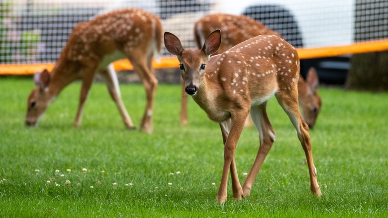 Deer sniffing around yard