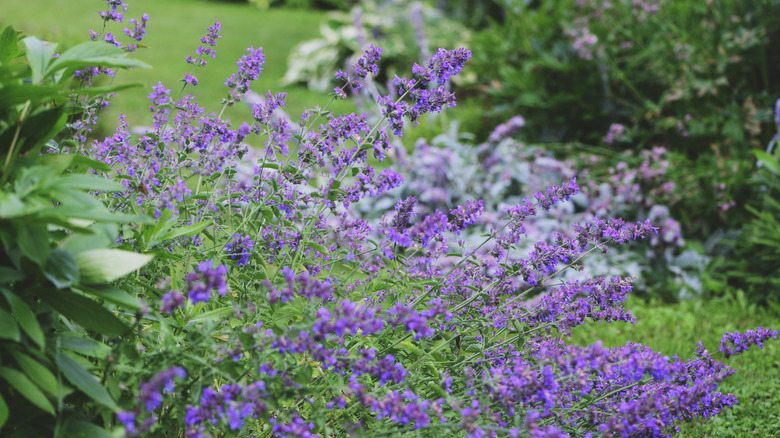 Flowring catmint