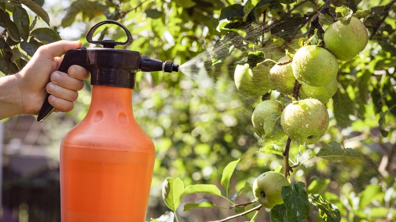 Someone spraying apples