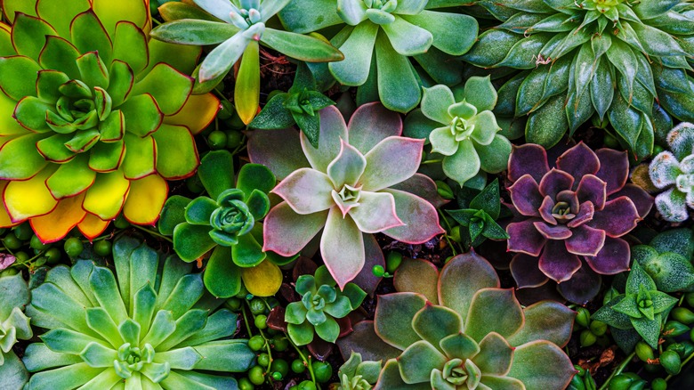 succulents in terrarium